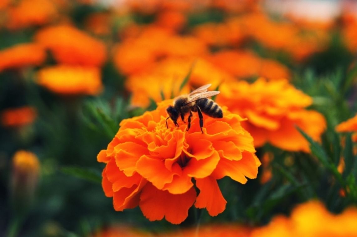 „Pożyteczna pszczoła” - smak pysznego miodu „Pożyteczna pszczoła” - smak pysznego miodu