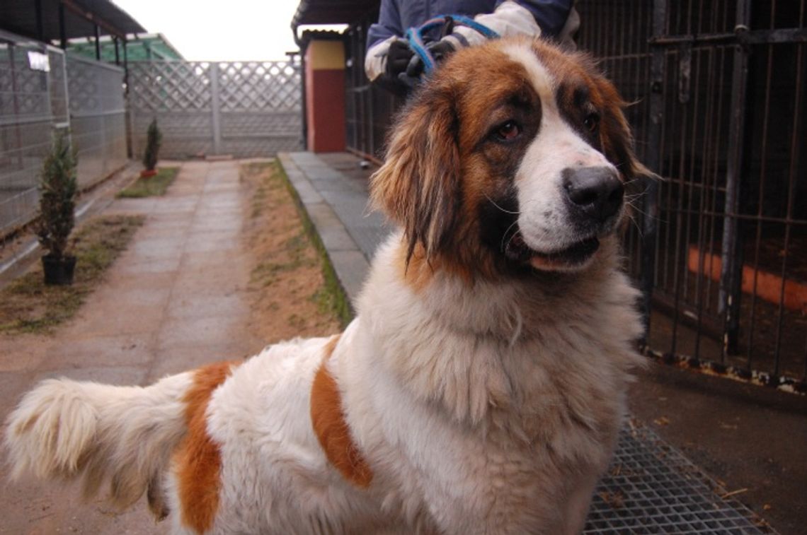 Problem bezpańskich zwierząt nasila się