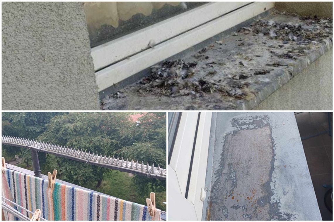 Problem z odchodami gołębimi na ul. Jagiełły. Jak zaradzić uciążliwemu problemowi?