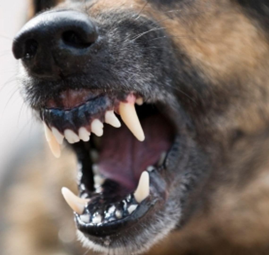 Problem z psami na Łapiszewie - Straż Miejska interweniuje, magistrat apeluje Problem z psami na Łapiszewie - Straż Miejska interweniuje, magistrat apeluje