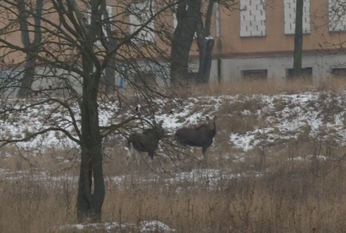 Próbowano uśpić "tczewskie" łosie, ale zwierzęta się nie dały