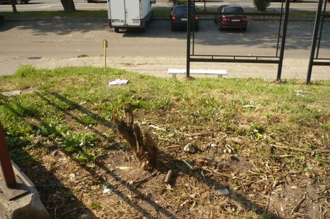 Protest przeciwko wycinaniu żywopłotu. Chwasty czy dorodne krzewy? 