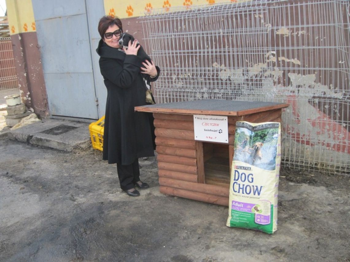 Przepełnione schronisko dla bezdomnych zwierząt