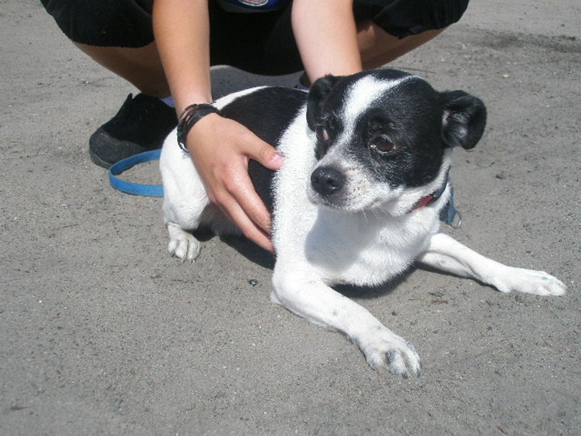 Przerzucił kundelka przez ogrodzenie schroniska. Trafi przed sąd? Przerzucił kundelka przez ogrodzenie schroniska. Trafi przed sąd?