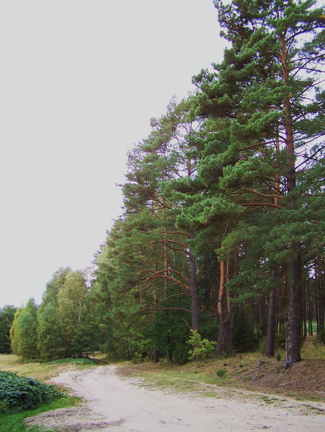 Przeszywający ból i panika Przeszywający ból i panika