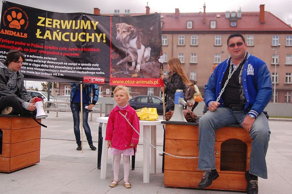 Przykuci do budy. Akcja „animalsów”: Precz z półmetrowymi łańcuchami! Przykuci do budy. Akcja „animalsów”: Precz z półmetrowymi łańcuchami!