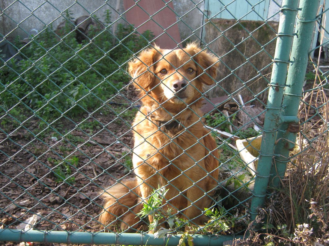 Przywiązany do drzewa - skazany na śmierć Przywiązany do drzewa - skazany na śmierć
