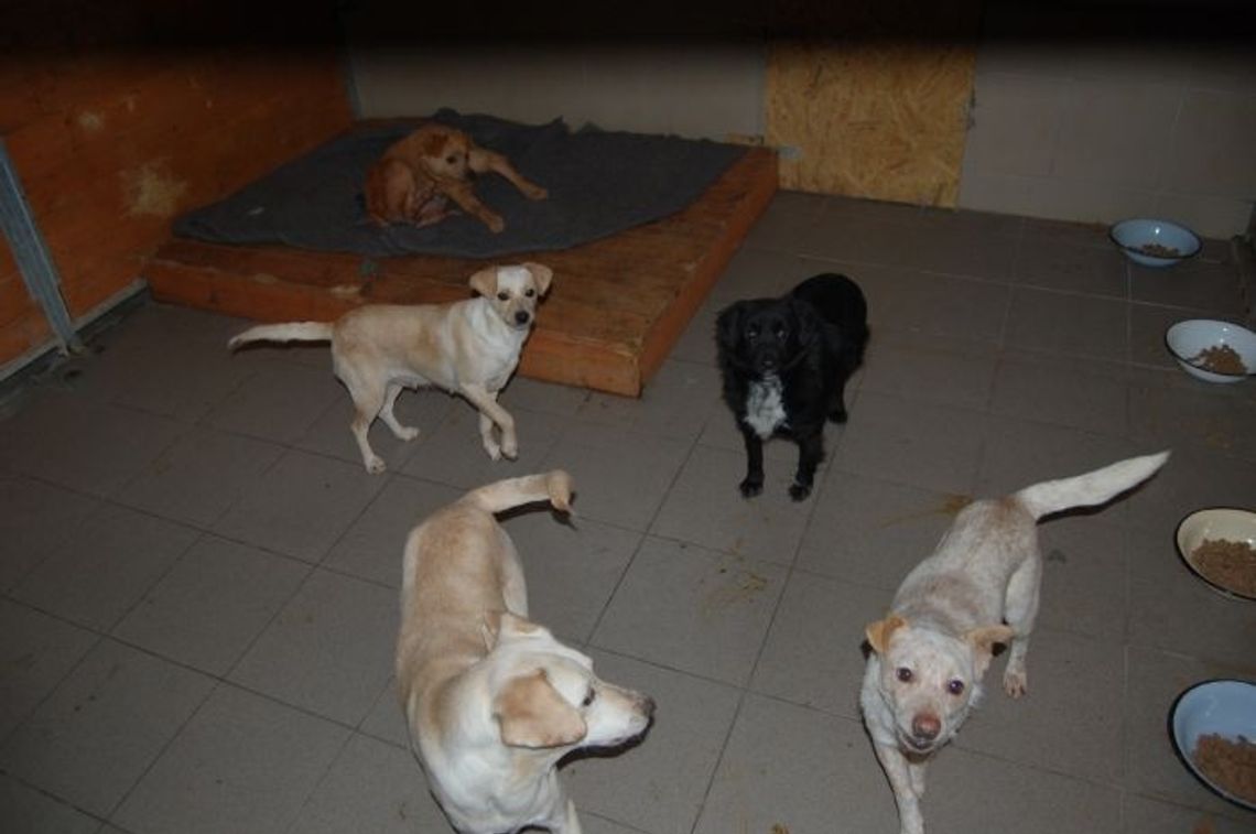 Psi azyl przepełniony. Schronisko apeluje o adopcje i wsparcie Psi azyl przepełniony. Schronisko apeluje o adopcje i wsparcie