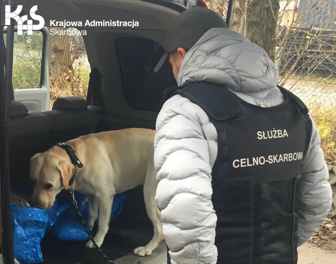 Psi nos Bruna znowu niezawodny Psi nos Bruna znowu niezawodny