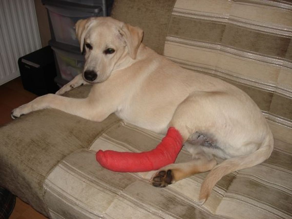 Psia pomoc, czyli głuche telefony. 5-miesięczny Pako omal nie wykrwawił się oczekując pomocy weterynarza Psia pomoc, czyli głuche telefony. 5-miesięczny Pako omal nie wykrwawił się oczekując pomocy weterynarza