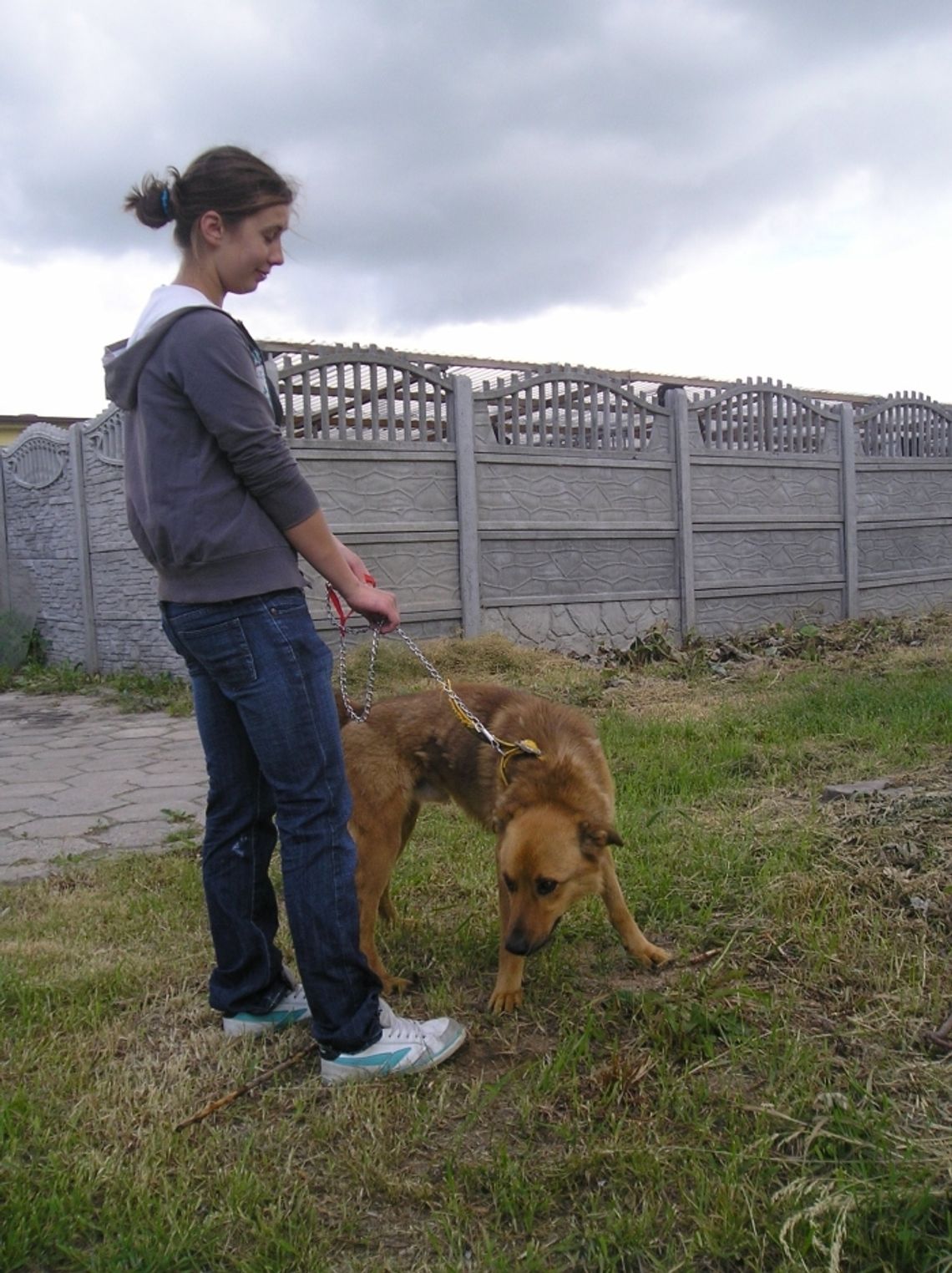 Psiaki cieszą się na ich widok. Wolontariusze w schronisku dla zwierząt są mile widziani Psiaki cieszą się na ich widok. Wolontariusze w schronisku dla zwierząt są mile widziani