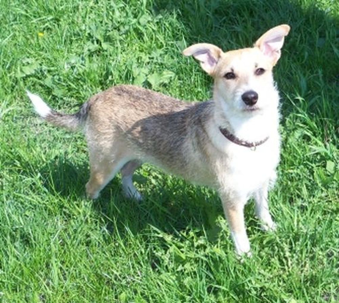 Psy na cenzurowanym. Kto ma sprzątać po czworonogach? Psy na cenzurowanym. Kto ma sprzątać po czworonogach?