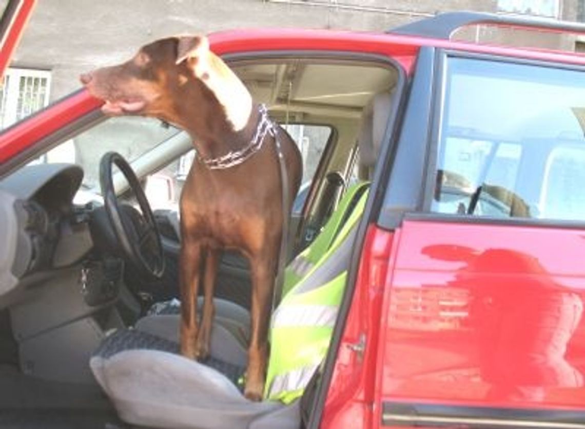 Psy na łańcuchu, w gorącym samochodzie