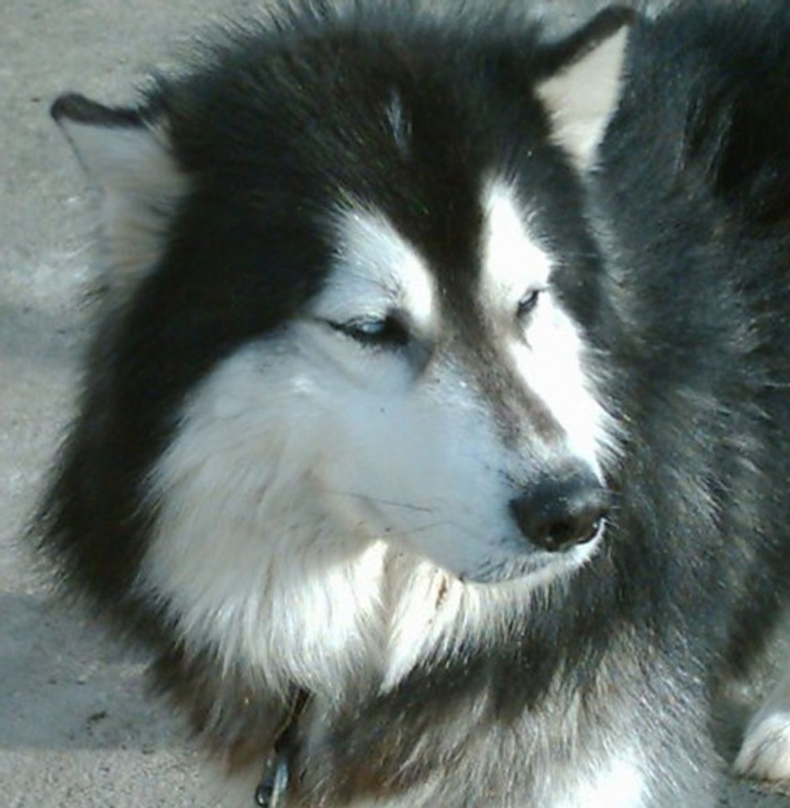 Psy w ringu – o Bursztynową Falę Psy w ringu – o Bursztynową Falę