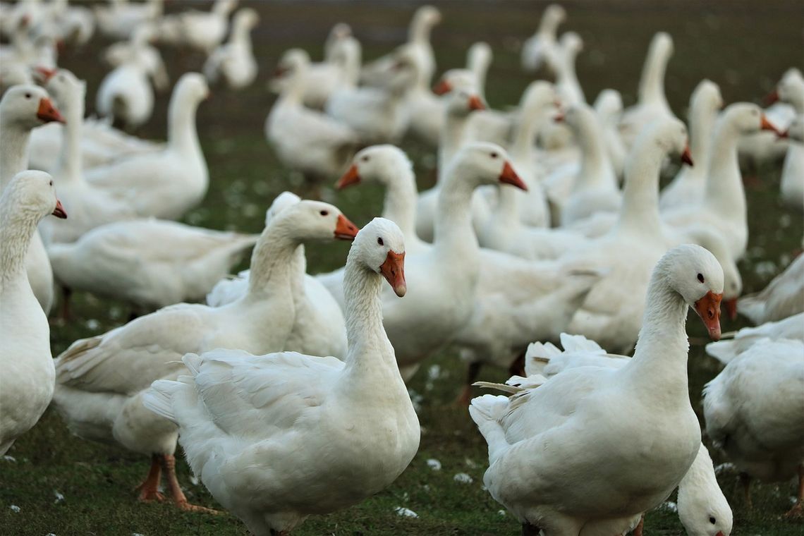Ptasia grypa! Zakaz handlu żywym ptactwem na targowiskach. Rozporządzenia wojewody wyznaczyły strefy bezpieczeństwa