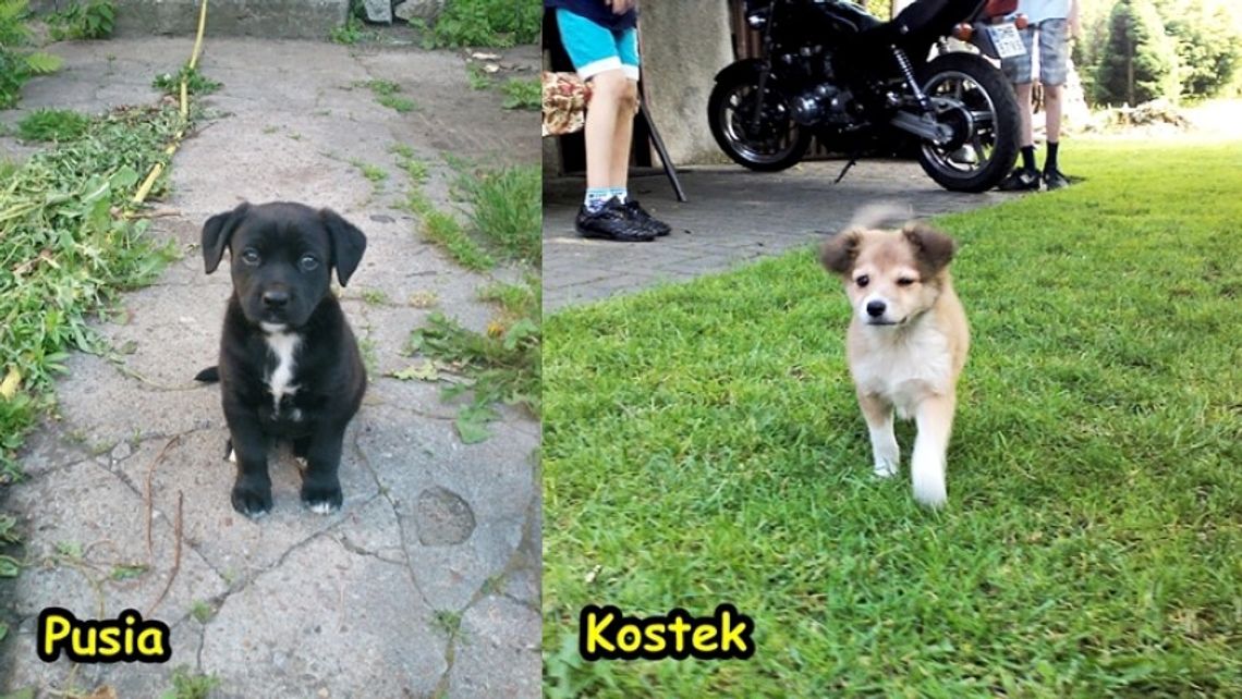 Pusia i Kostek szukają domu Pusia i Kostek szukają domu