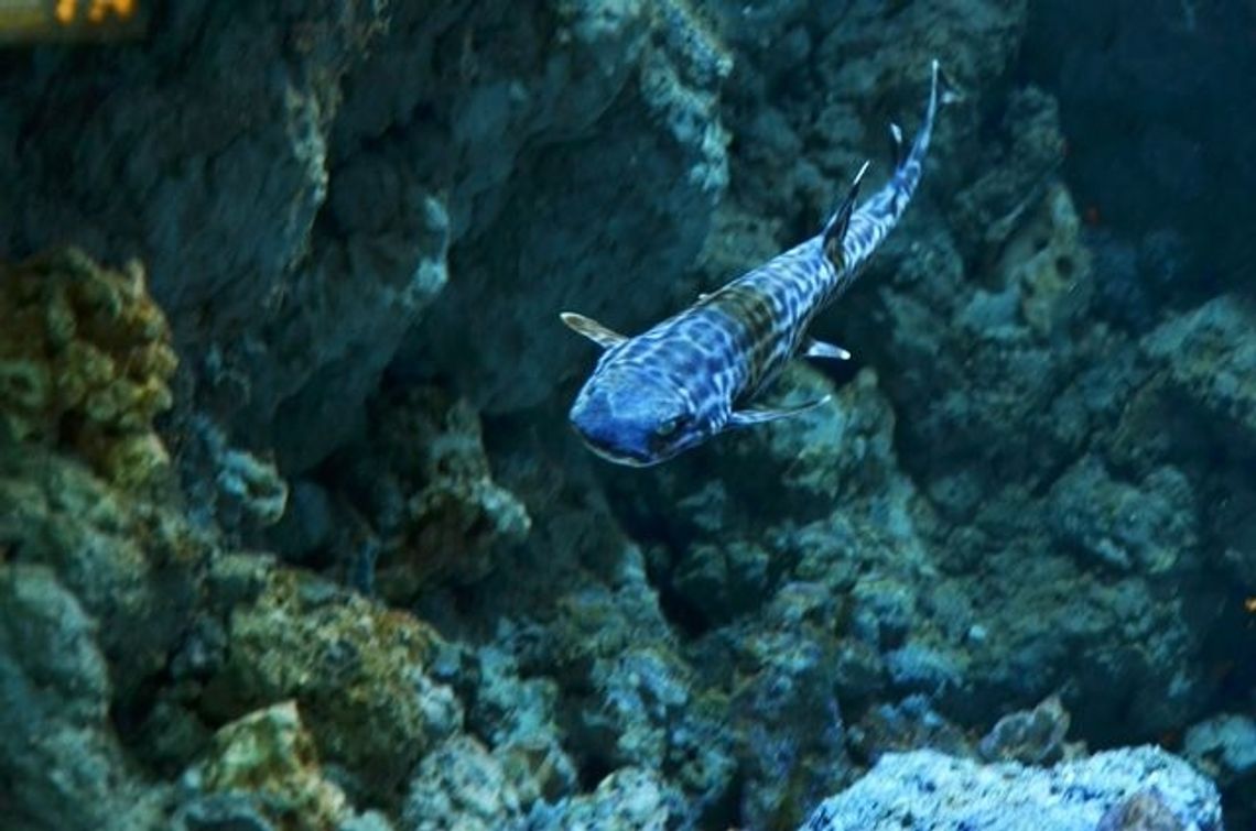 Rekin marmurkowy już do oglądania Rekin marmurkowy już do oglądania