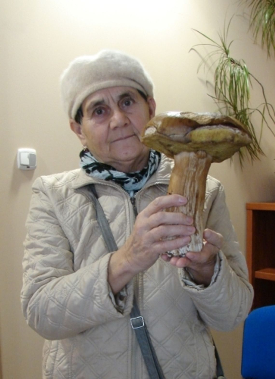 Rekordowy grzyb. Gigantyczny borowik w naszych lasach Rekordowy grzyb. Gigantyczny borowik w naszych lasach