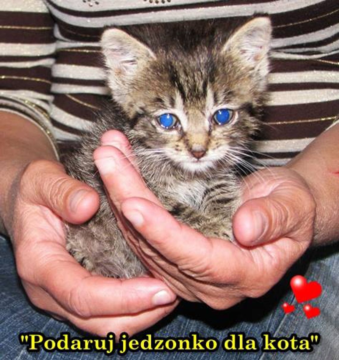 REKS apeluje o pomoc dla kotów REKS apeluje o pomoc dla kotów