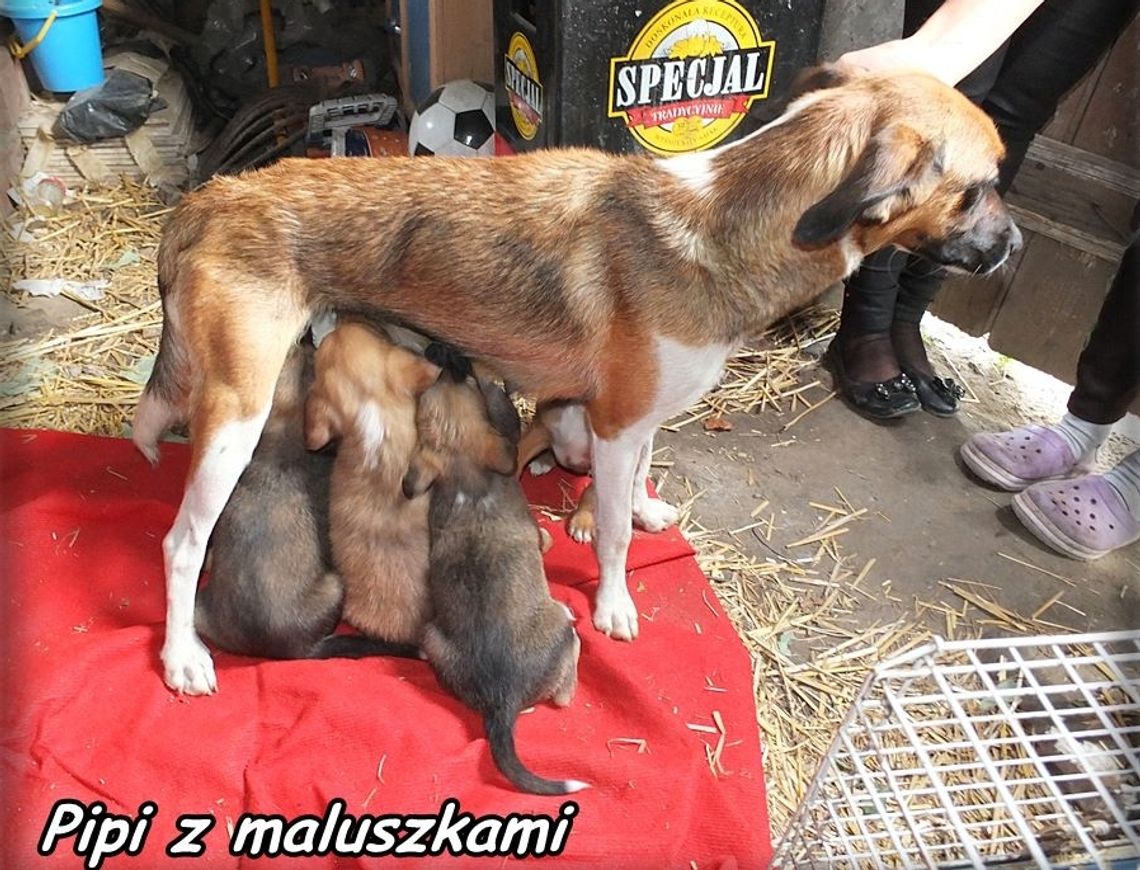 Reks pilnie szuka domów dla psów Reks pilnie szuka domów dla psów