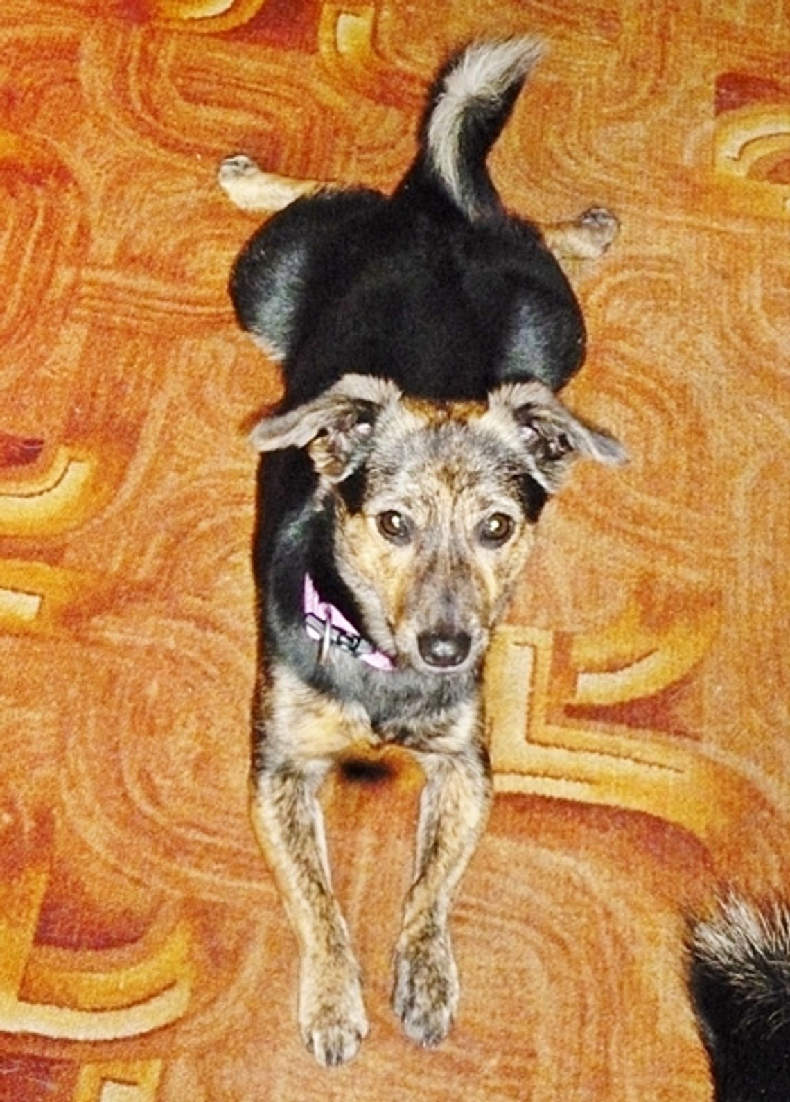 Reks znalazł właścicieli zagubionego psa. Reks znalazł właścicieli zagubionego psa.