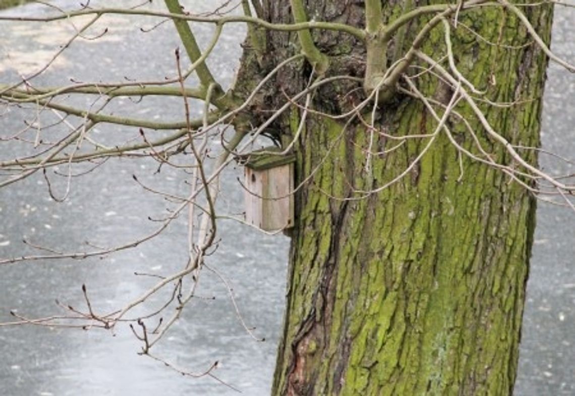 Rozdają budki lęgowe Rozdają budki lęgowe