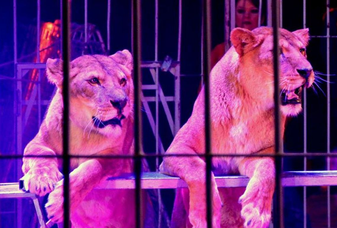 Rozdajemy bilety do Cyrku Arena! Rozdajemy bilety do Cyrku Arena!