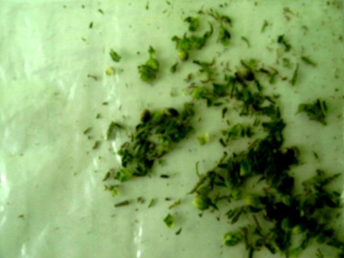 Rozłożył marihuanę na skrzynce pocztowej Rozłożył marihuanę na skrzynce pocztowej