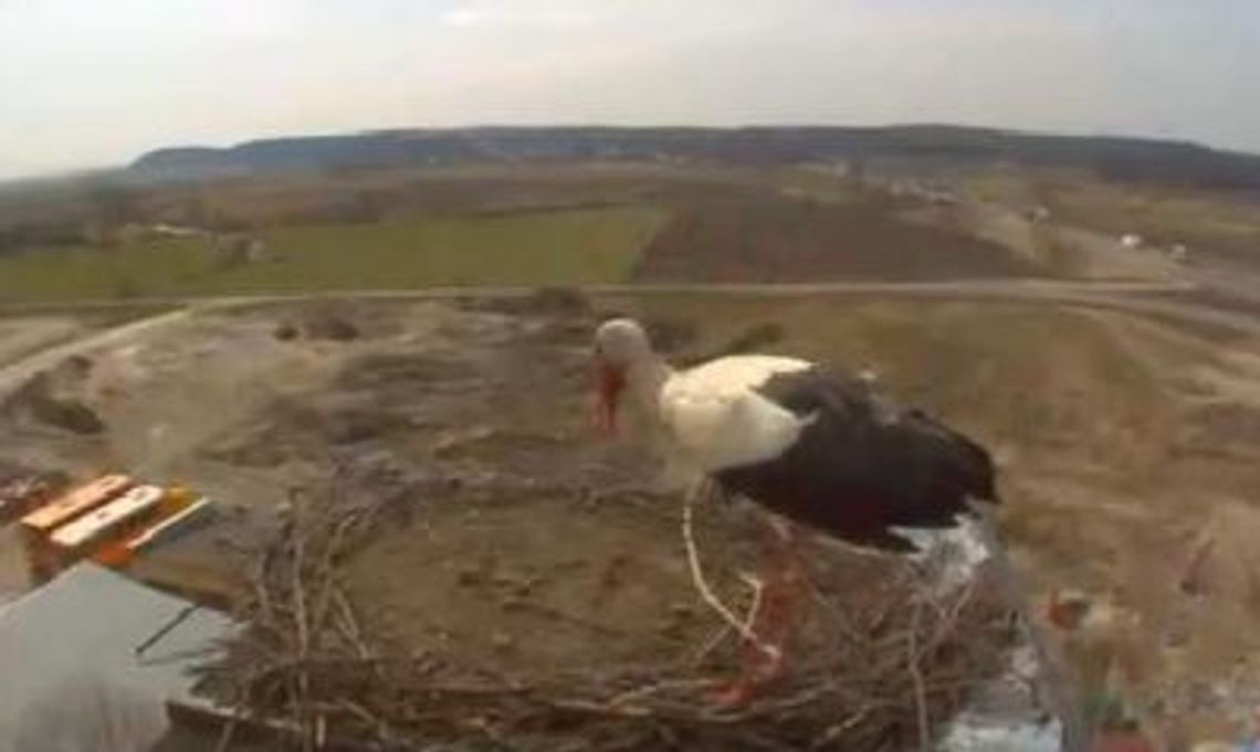 Ruch w monitorowanym bocianim gnieździe