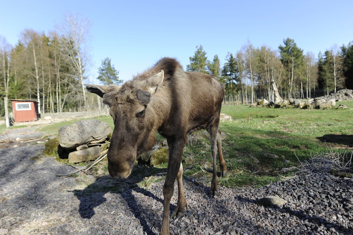 Safari z łosiami i tysiące wysp. Tczewianie na wakacjach - Szwecja