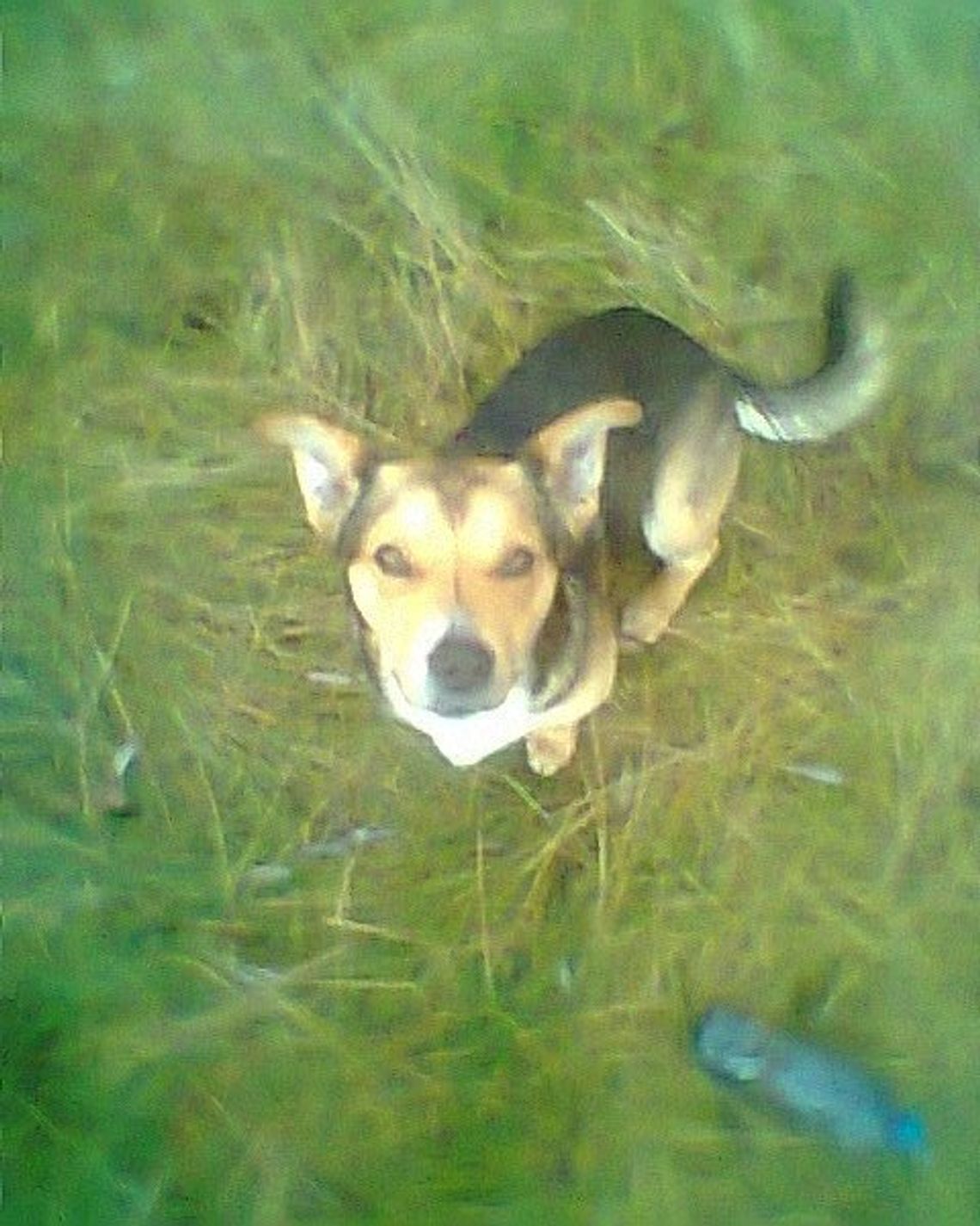 „Sąsiad zastrzelił mi psa” - sprawa trafiła do prokuratury „Sąsiad zastrzelił mi psa” - sprawa trafiła do prokuratury