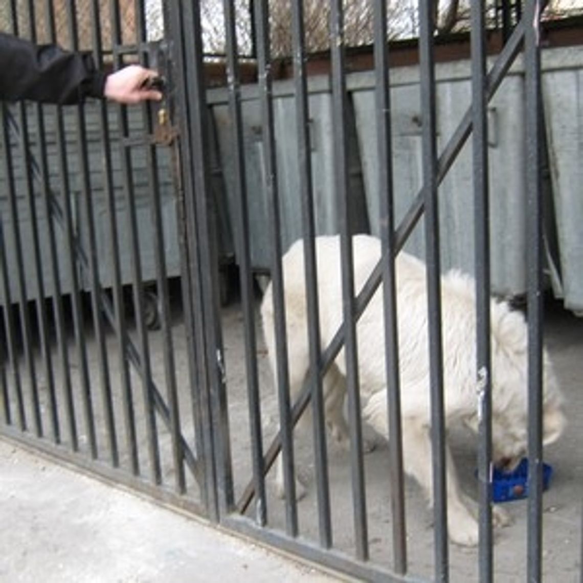 Schwytali agresywnego psa Schwytali agresywnego psa