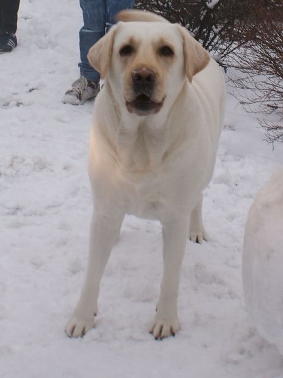 Skatował psa i wyrzucił go rowu Skatował psa i wyrzucił go rowu