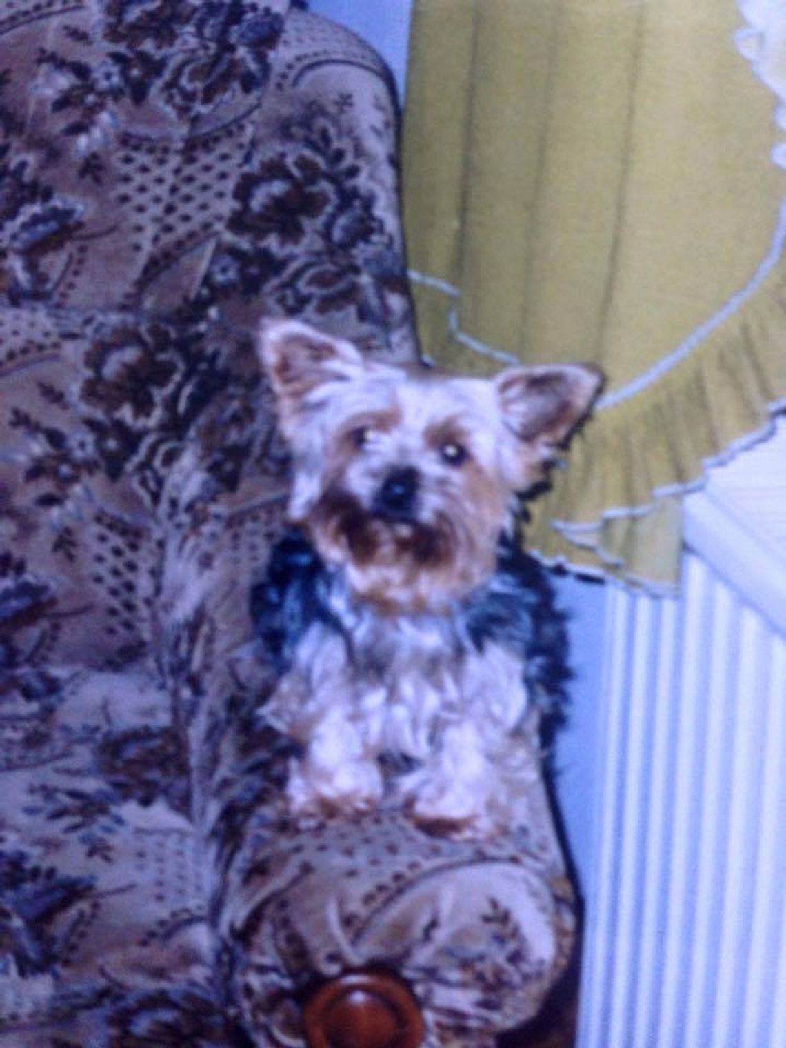 Skradziono Yorka! Właścicielka prosi o pomoc Skradziono Yorka! Właścicielka prosi o pomoc