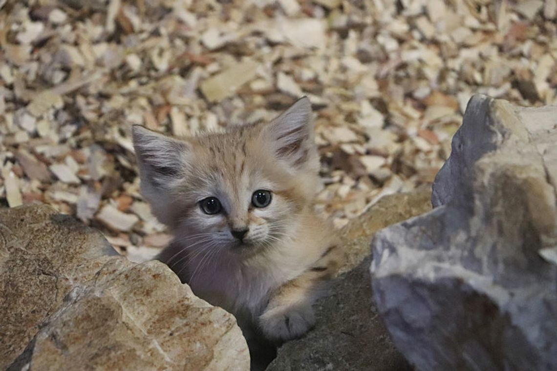 Słodziaki!!! Narodziny kotków pustynnych w gdańskim ZOO