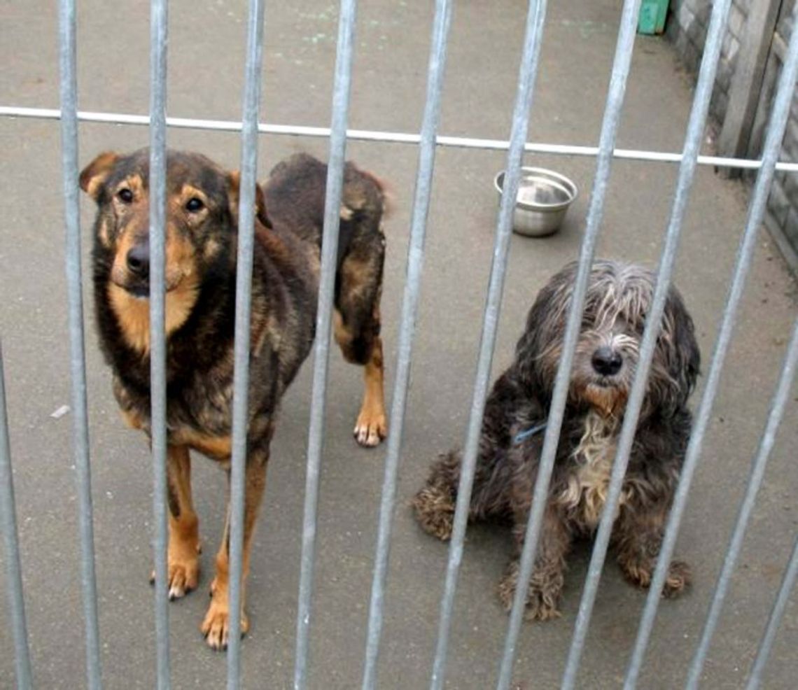 Smutni „bracia mniejsi” - czekają w schronisku Smutni „bracia mniejsi” - czekają w schronisku