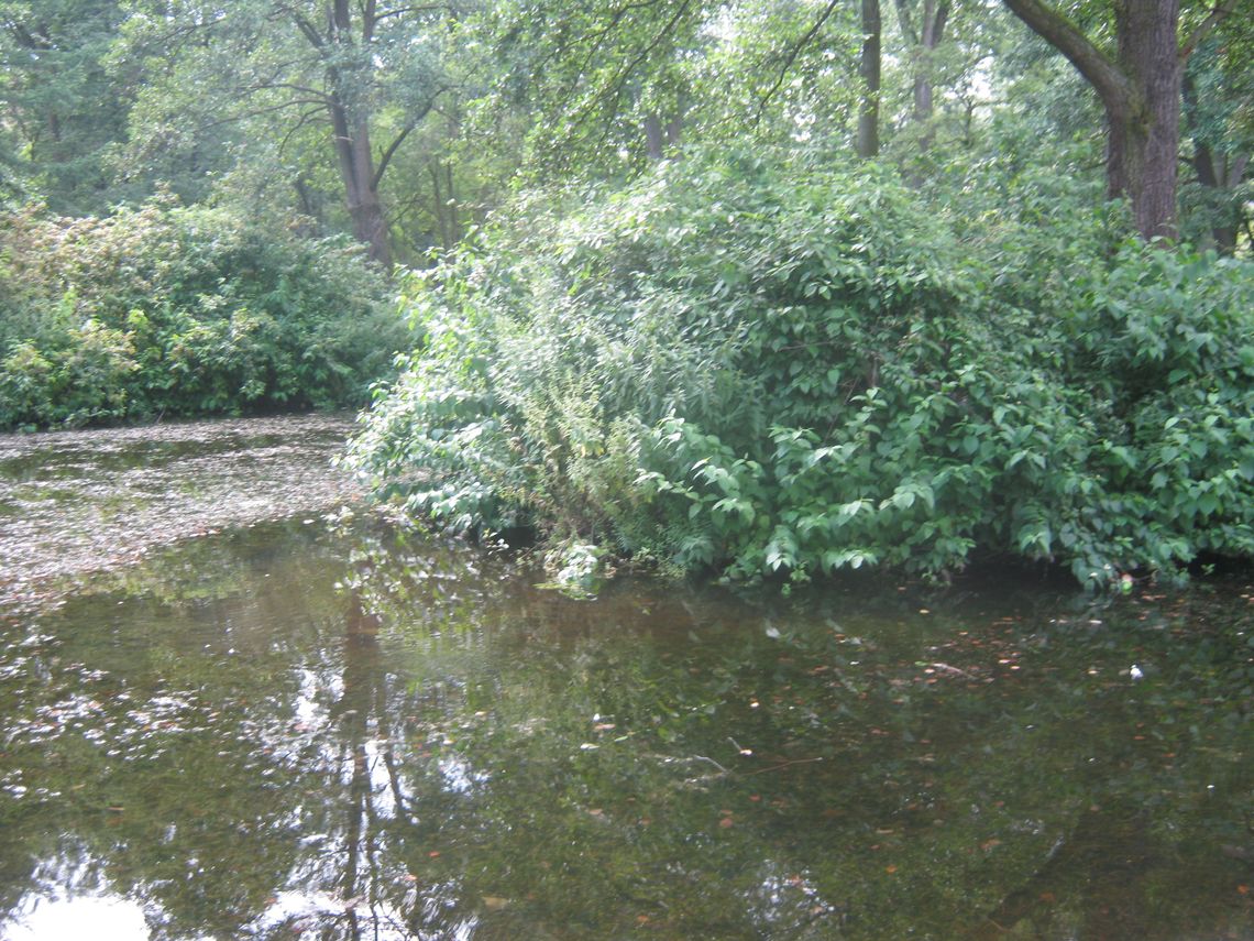 Śnięte ryby i padnięte kaczki w okolicach rzeki Wierzyca. Ekologiczny alarm w centrum miasta Śnięte ryby i padnięte kaczki w okolicach rzeki Wierzyca. Ekologiczny alarm w centrum miasta