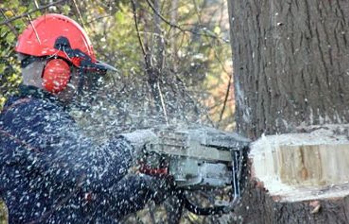 Spadające drzewo śmiertelnie zraniło pilarza