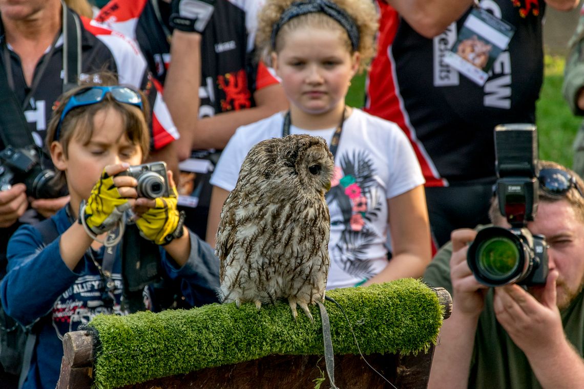 Spoglądali w sowie oczy