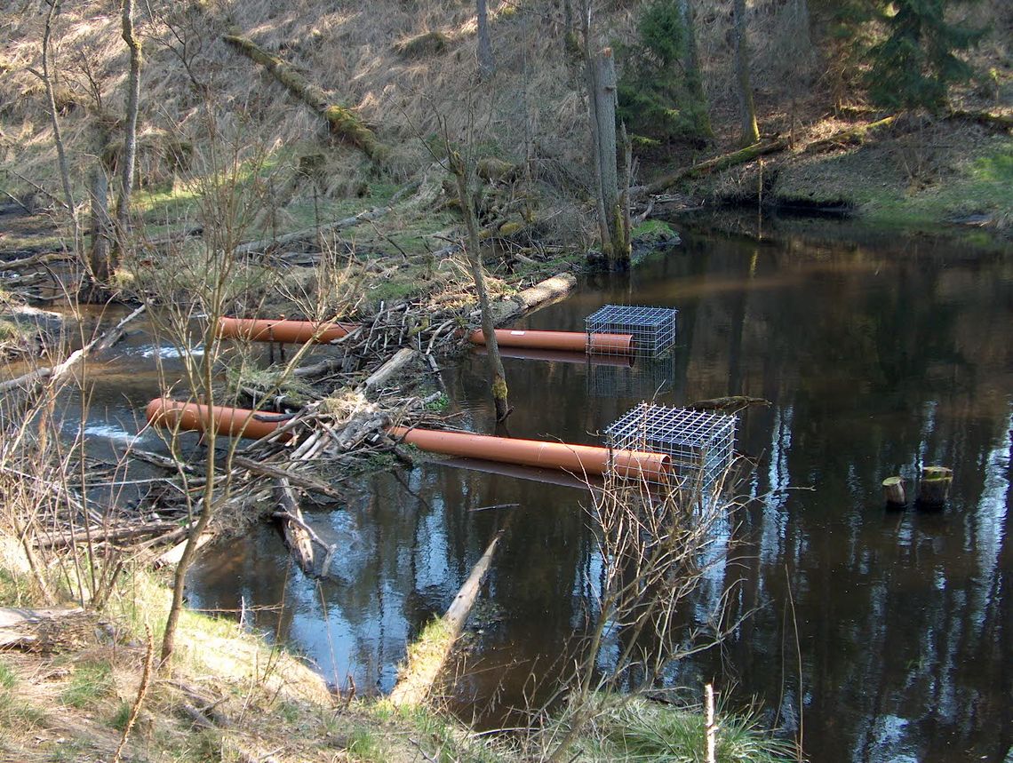 Sposób na bobra Sposób na bobra