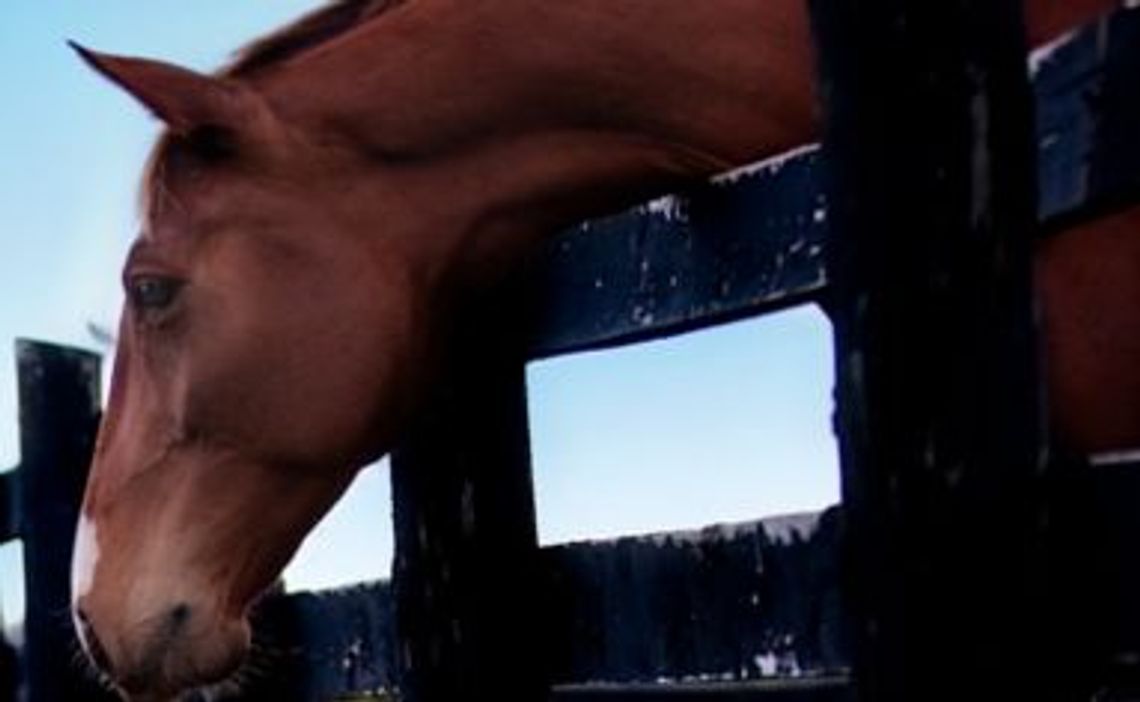 Stajnia dla koni niszczeje, łzy w oczach