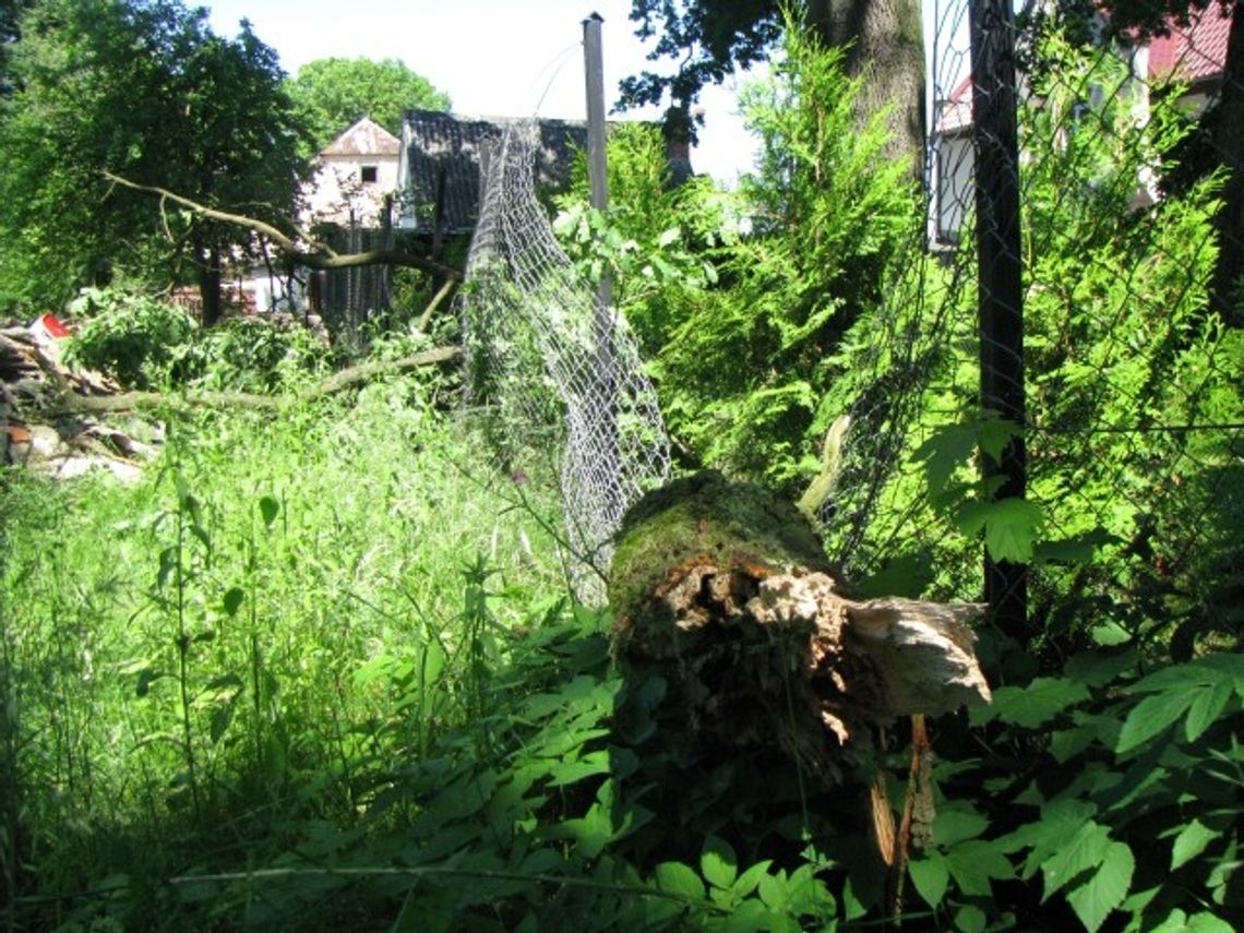 Stare dęby zagrażają mieszkańcom Stare dęby zagrażają mieszkańcom