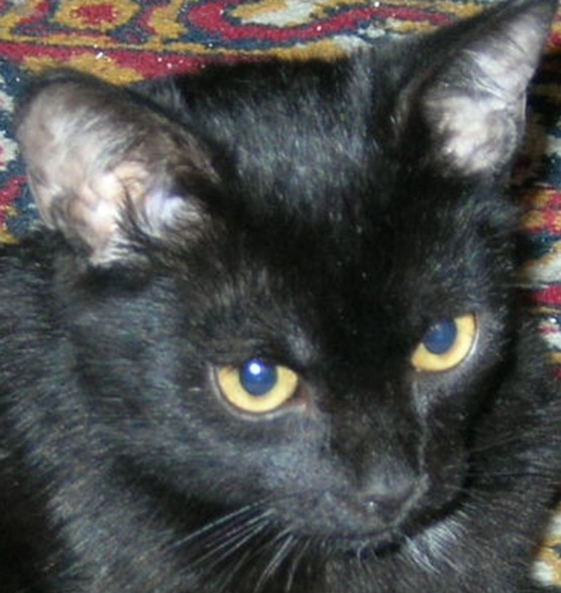 Stoczniowe koty - bezpańskie!? Protesty i pikiety oraz akcja pomocowa Stoczniowe koty - bezpańskie!? Protesty i pikiety oraz akcja pomocowa