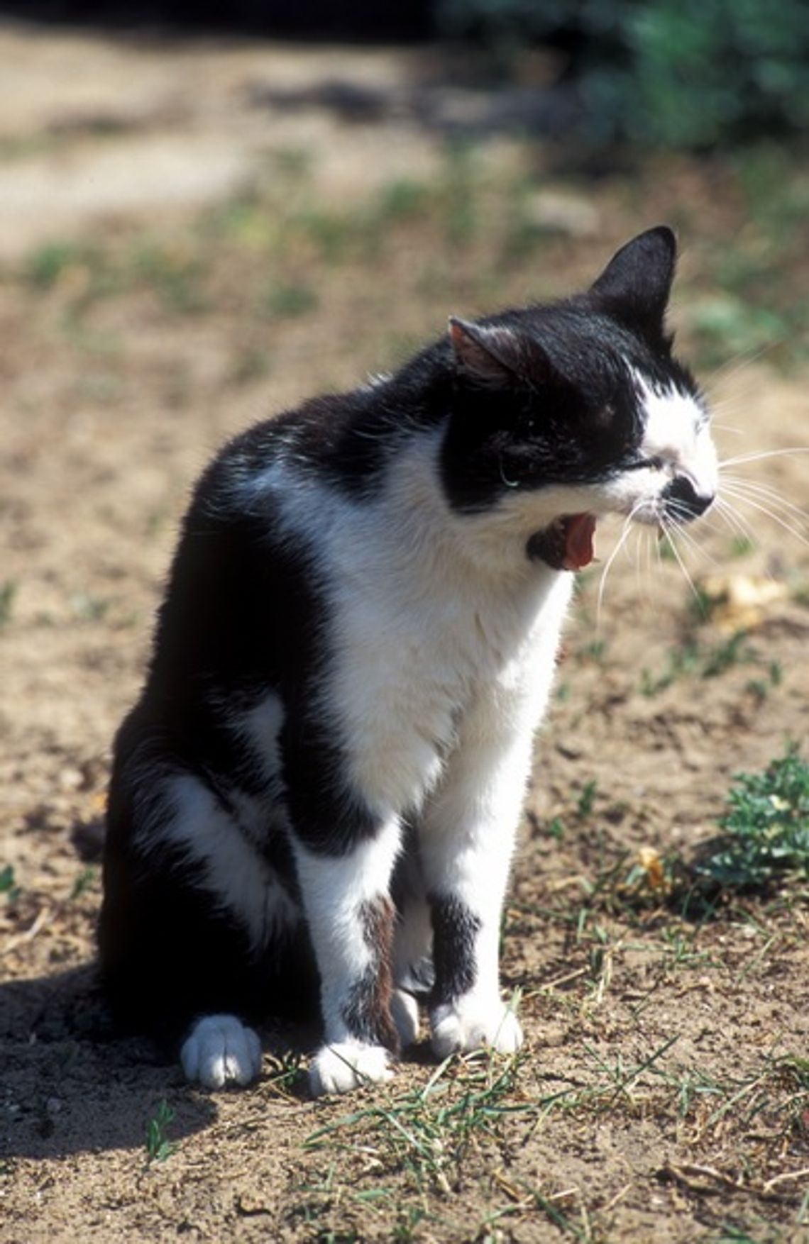 Stoczniowe koty - cd