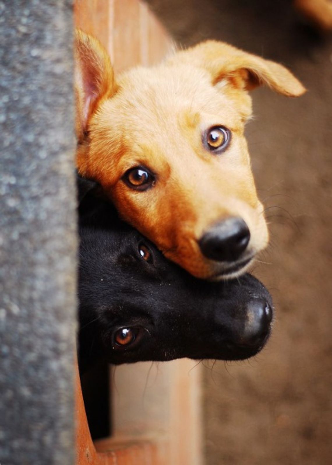 Stop przemocy - maltretowanie zwierząt to jak znęcanie się nad ludźmi Stop przemocy - maltretowanie zwierząt to jak znęcanie się nad ludźmi