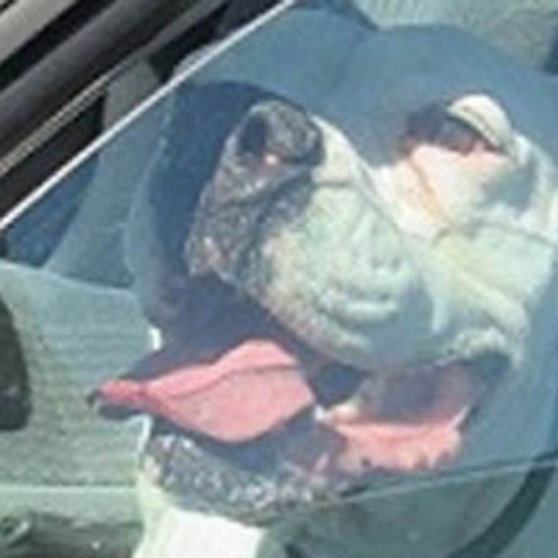 Straż Miejska ostrzega! Pies w aucie to grzywna, a nawet 2 lata więzienia Straż Miejska ostrzega! Pies w aucie to grzywna, a nawet 2 lata więzienia