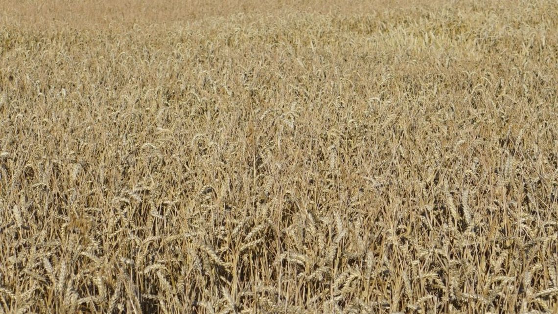 Strażacy apelują o bezpieczne żniwa Strażacy apelują o bezpieczne żniwa