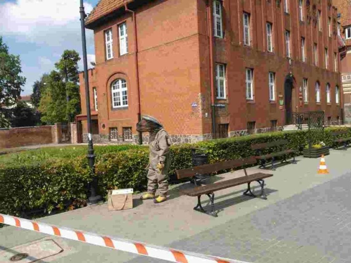 Strażacy usunęli rój pszczół Strażacy usunęli rój pszczół