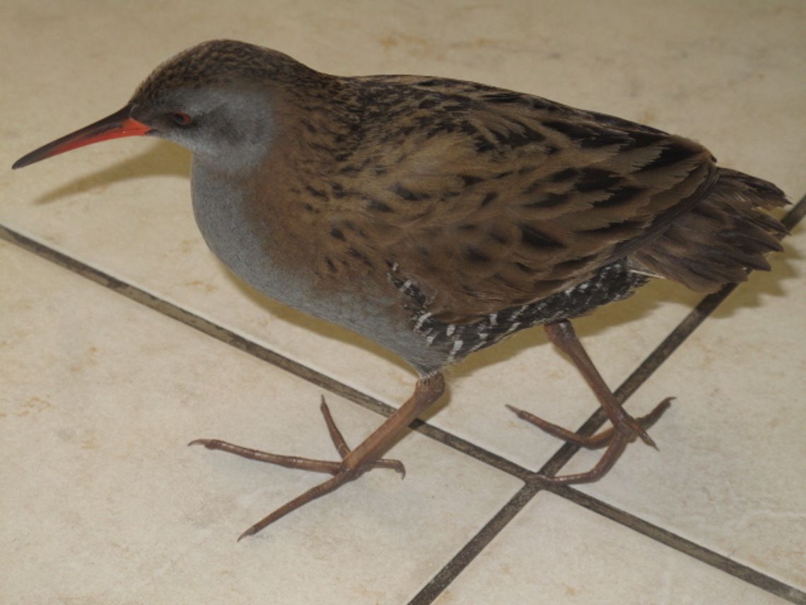 Strażnicy z ekopatrolu uratowali Wodnika Zwyczajnego