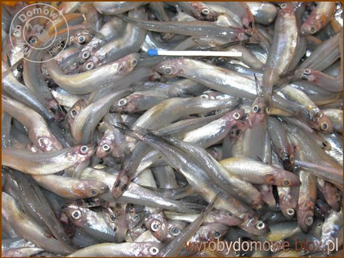 Stynka na podrywkę.Kłusownicy w Nogacie Stynka na podrywkę.Kłusownicy w Nogacie